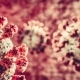 Coronavirus Covid-19 attack. Covid corona virus cells attacking lungs